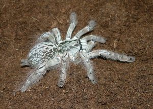 Heteroscodra maculata